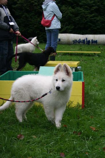 1ère fois à l'école du chiot